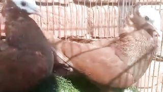 Sparing nack fancy American beautiful breeder pair