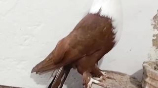 Beautiful pigeon breeder male fancy ful parmoz