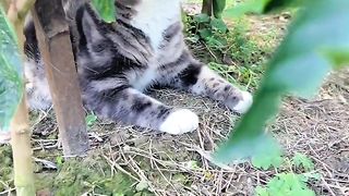 lovely cat 2