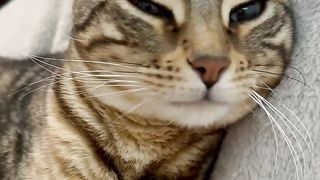 7 signes que tu es la personne PRÉFÉRÉE de ton chat ????❤️