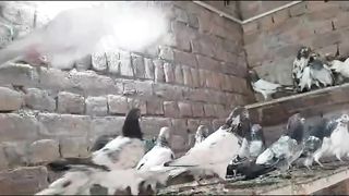 70 pigeon beautiful for best high flying