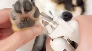Puppy cleaning ???? ????