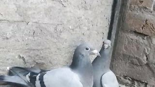 Beautiful pigeon racer blue breeder pair low flying