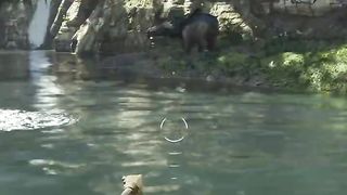Qui chasse qui