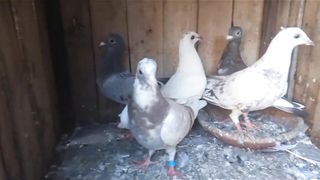 Beautiful pigeon breeder pair best flying indian