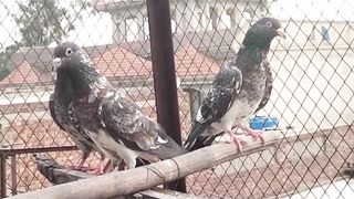 Shikra pigeon beautiful blue breedar pair pigeon