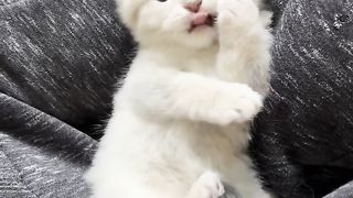 catbabyvidei
