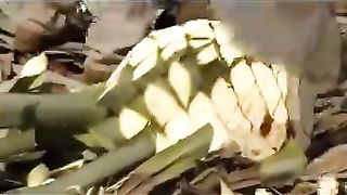 How Tequila is made : Please follow us for more great videos every day!
