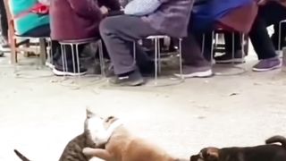 Striped Cat VS Yellow Dog