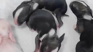 Rabbit new Born...