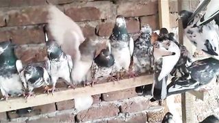 Mix Tadeey pigeon beautiful breeder pair best flying