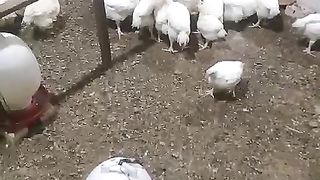 broiler chicken farming
