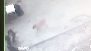 A man real fight with two dogs in cctv camera. Great.