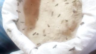 Barley and bee flour