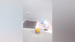 New Funny Animals ???? Funniest Cats and Dogs Videos ???????? Part 4