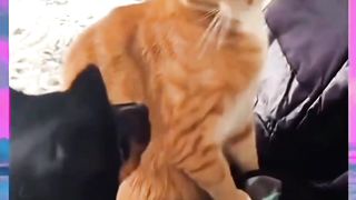 Dog slapped by Orange Cat