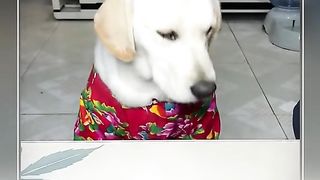 Funny Dog Viral Video 79