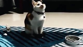Facial Expressions of Cats in Love