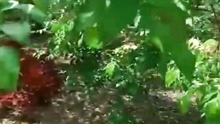 Kebun blimbing Blitar