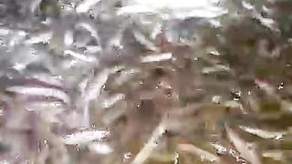 Ini ukuran bibit lele yang IDEAL masuk ke kolam TANAH segmen pembesaran