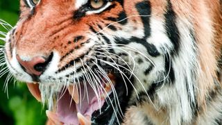 Tiger facts