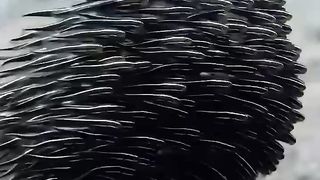 Os animais marinhos são encantadores! Seus corpos coloridos e suas formas peculiares