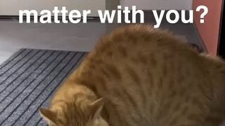 Who is the cat talking to? (Wrong Answers Only)