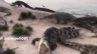 Funny Hen Viral Video