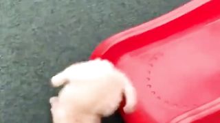 The Best Adorable Golden Puppies -- Look Forward To Seeing Them All_ Cute Puppies(1080P_HD).