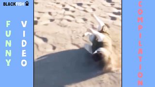 (IMPOSSIBLE) TRY NOT TO LAUGH - FUNNY ANIMAL