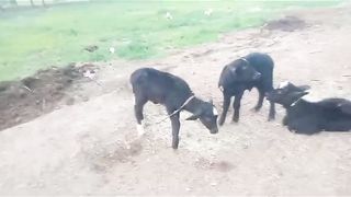 Buffalo for sale in Pakistan 2
