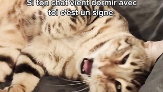 6 façons de dire à ton chat que tu l'aimes