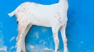 Taddy goats for sale in Pakistan