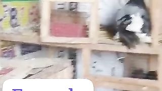 Fancy pigeon for sale in Pakistan