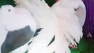 Lucky fancy pigeon for sale in Pakistan