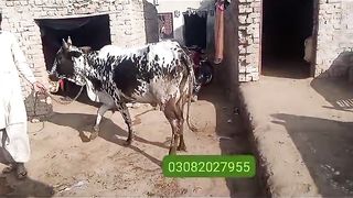 Dasi cow for sale in Pakistan and Bangladesh