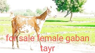 Pragnent goats for sale in Pakistan and