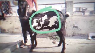 Biggest goats for sale in Pakistan and