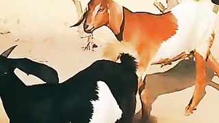Top goats for sale in Pakistan and Bangladesh
