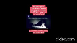 БОЙНИ КУЧЕТА  НА  ЦХАЛ РАБОТЯТ В ТУНЕЛИТЕ