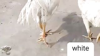 White Aseel rooster breeder murga for the sale