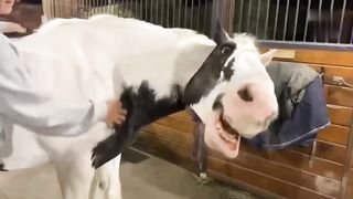 FUNNIEST Animals and Pets