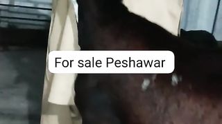 Goat for sale in Pakistan