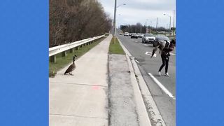 Hilarious Cat CHASES Dog