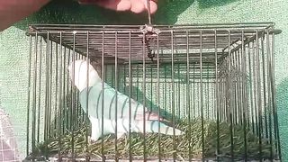 Love Bird for the sale