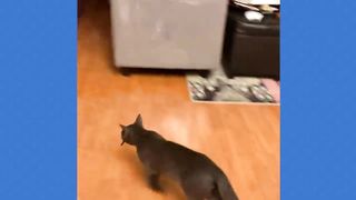 Hilarious Cat CHASES Dog 2023