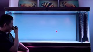 Aquarium feels in a home