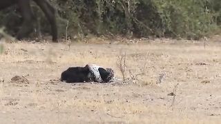 ???? wolves kill anaconda .anaconda snake.