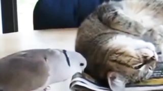 Mischievous Bird and Orange Cat