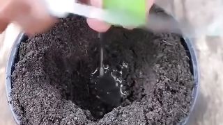 Practical apple seedling germination
